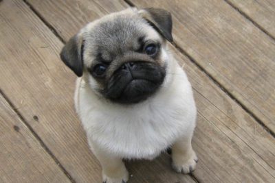 Pug Laura Libner 2 14 weeks