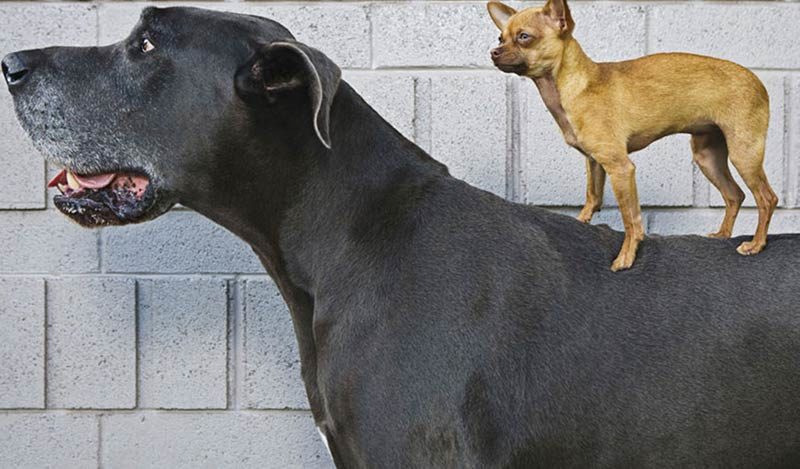 dog shows estimates judging size weight