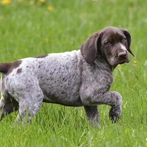 Baby Steps For Baby Dogs American Kennel Club