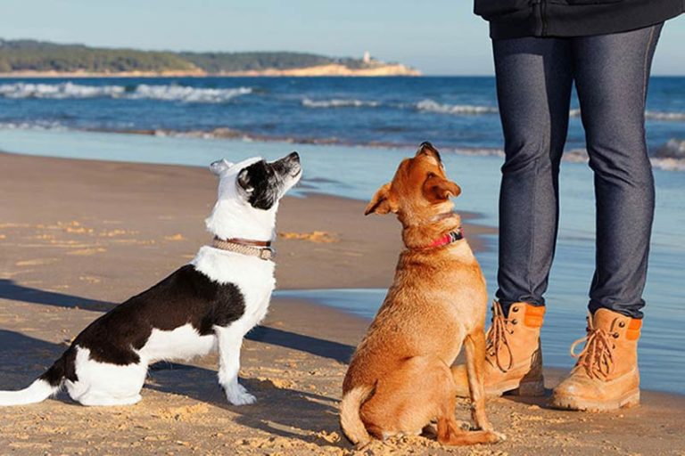 Dog Nutrition What & How Much To Feed My Dog