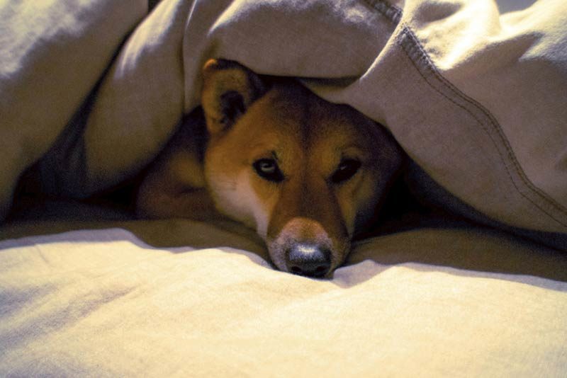 dog under blankets