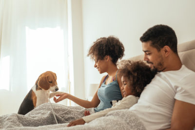 Beagle sitting in bed with its family in the morning.