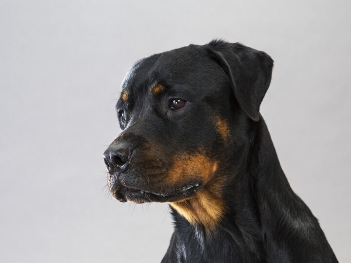 Working Dogs The BlueCollar Dog Breeds American Kennel Club