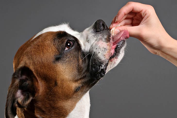 Boxer Eating Ice