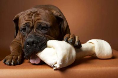 Bullmastiff chewing on a bone