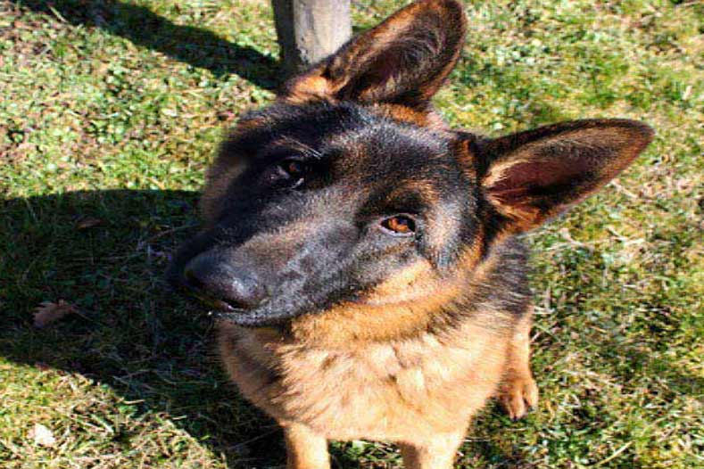 can dogs eat yogurt hero