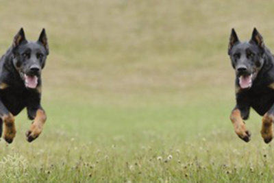Tale of Two Beaucerons