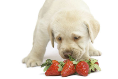 A Labrador Retriever puppy sniffing at strawberries.