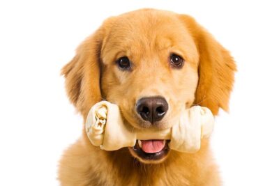 Golden Retriever with a bone head portrait on a white background.