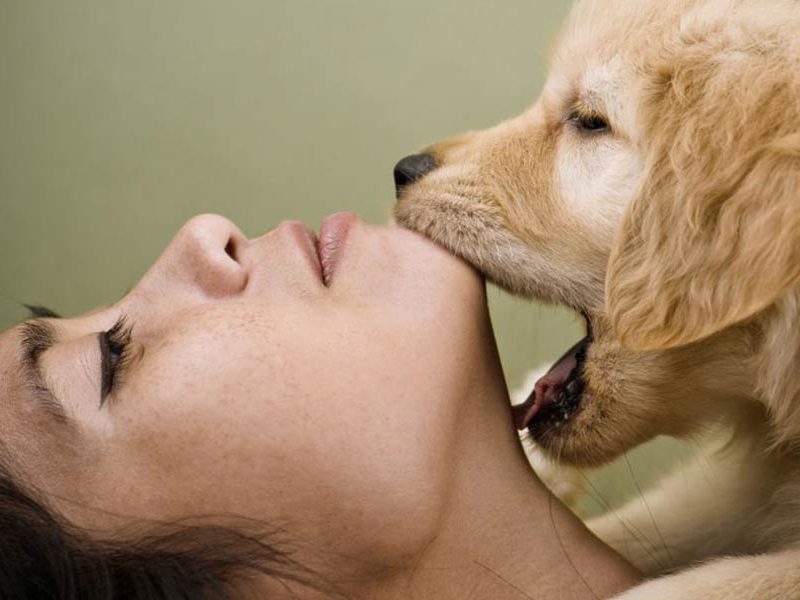 Treating Territorial Aggression In Dogs