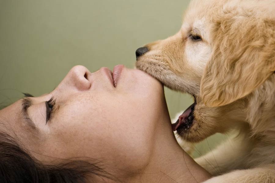 Treating Territorial Aggression In Dogs American Kennel Club