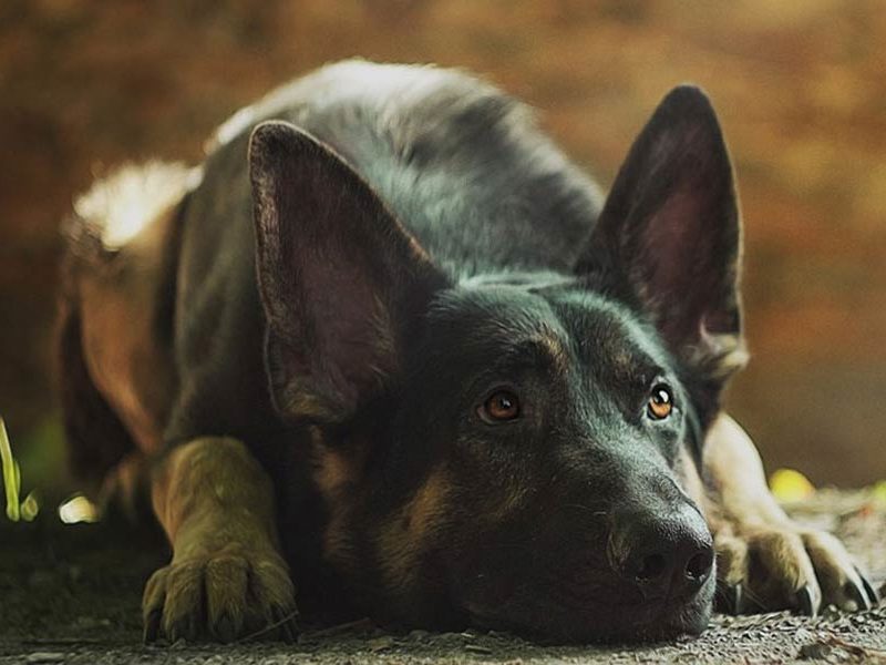 Training the Fearful Dog