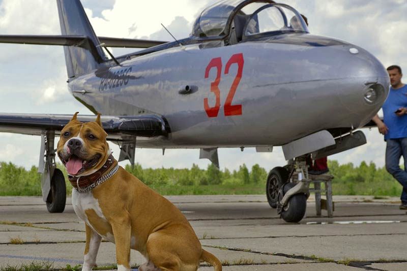 flying with dogs