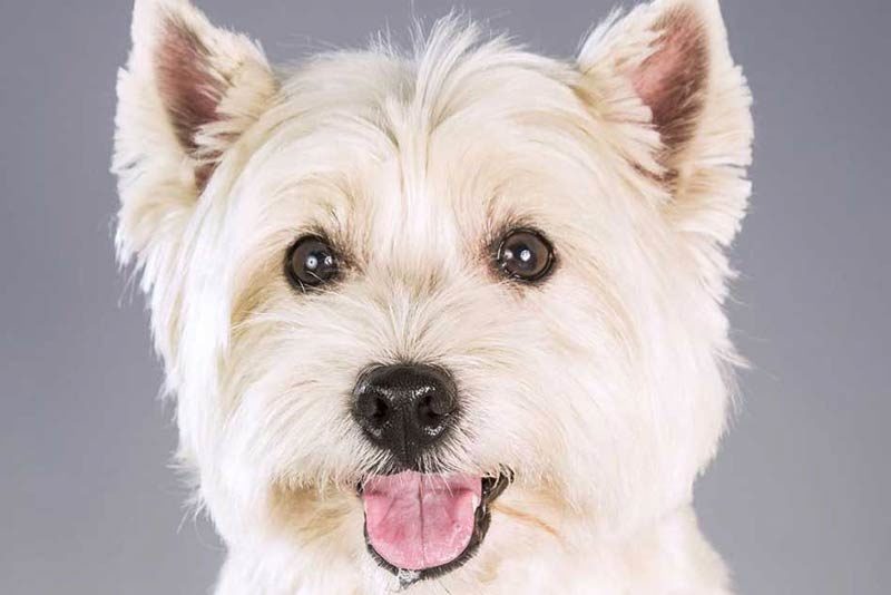considering the whole dog