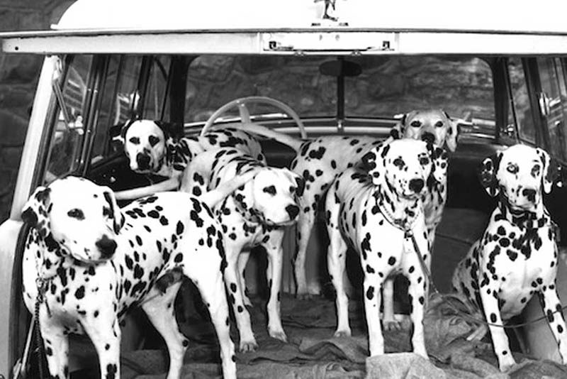 dalmatian in history and culture