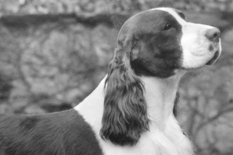 Springer Spaniel sire