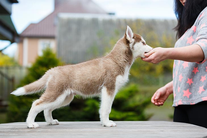 chews a puppy near me