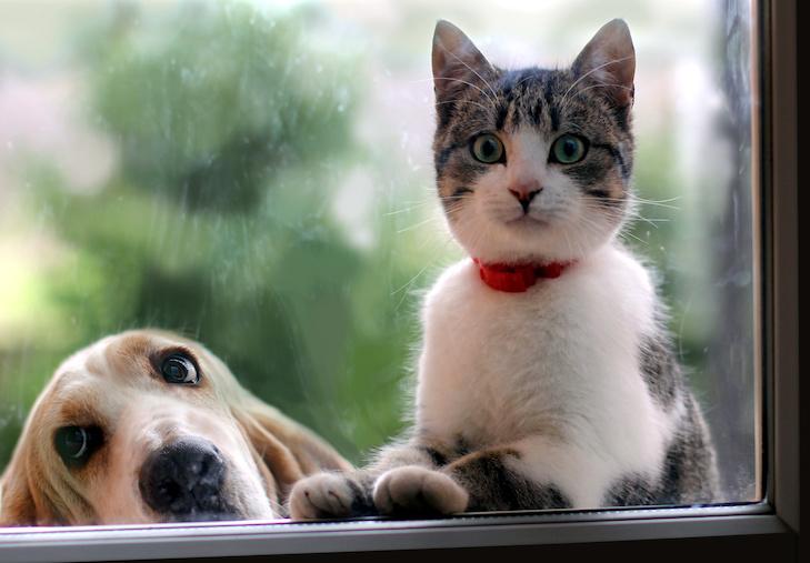 Like Cats And Dogs Teach Your Dog And Cat To Live In Harmony American Kennel Club Like Cats And Dogs Teach Your Dog And Cat To Live In Harmony American Kennel Club