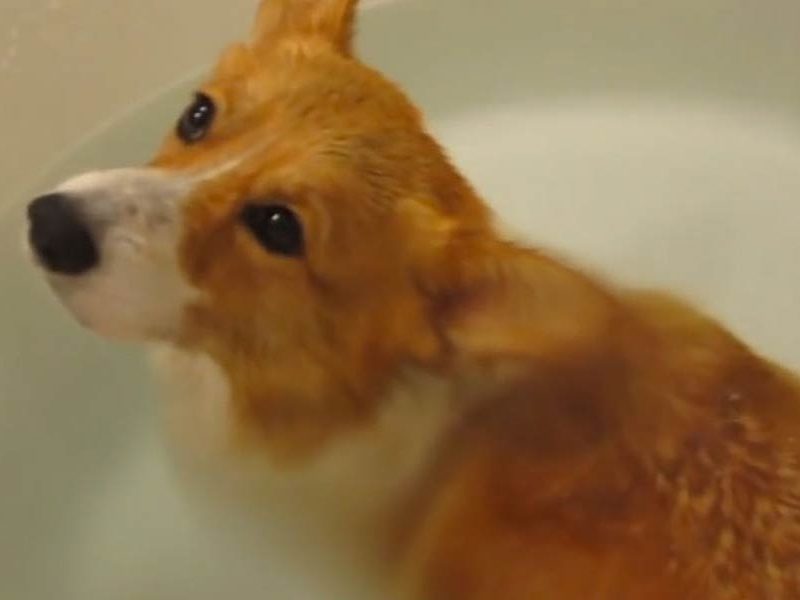 See It to Believe It: This Corgi’s Butt Floats