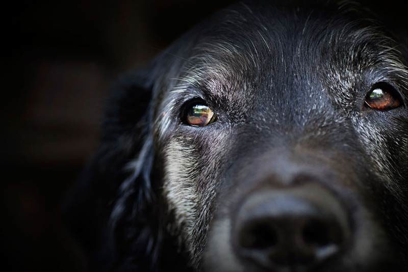 old dog