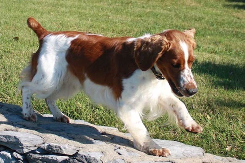 unusual event at welsh springer national brings laughs helps a good cause