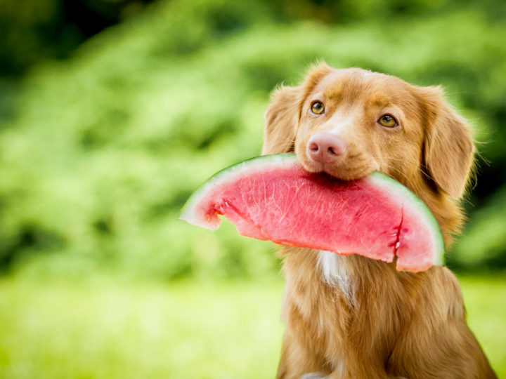 Can Dogs Eat Watermelon?