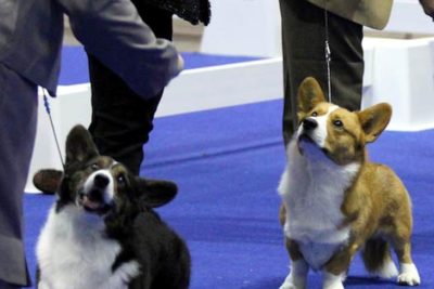 Pembroke Welsh Corgis lined up for conformation