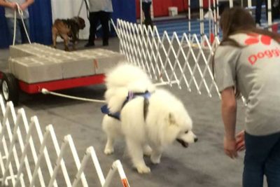 Samoyed pulling a weighted cart