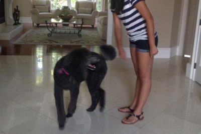 Teach Your Dog to Spin Around