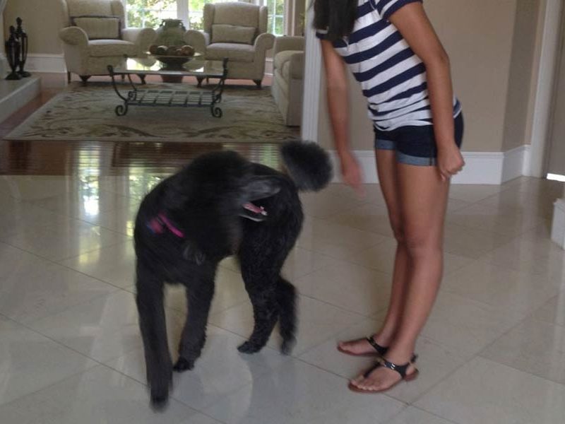 Teach Your Dog to Spin Around
