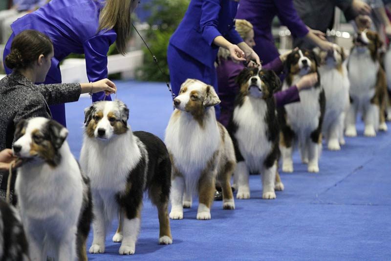 dog show