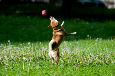 Teach your dog how to catch