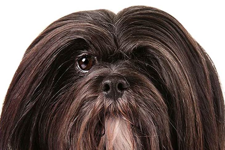 Lhasa Apso Closeup