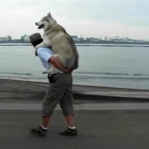 You Have To See This Husky Getting A Piggy Back Ride American Kennel Club