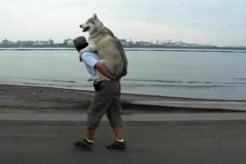 Siberian Husky getting a piggyback ride