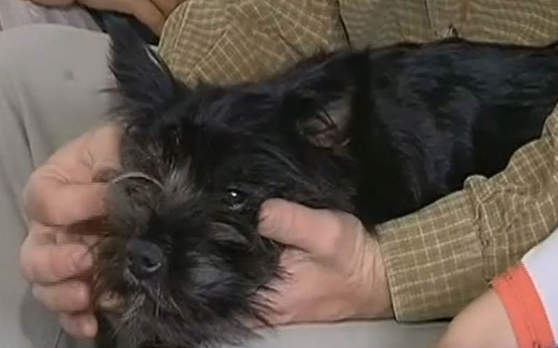 akc cairn terrier