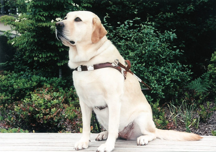 Meet the 9/11 Dogs Roselle, Who Helped Her Blind Partner Escape the