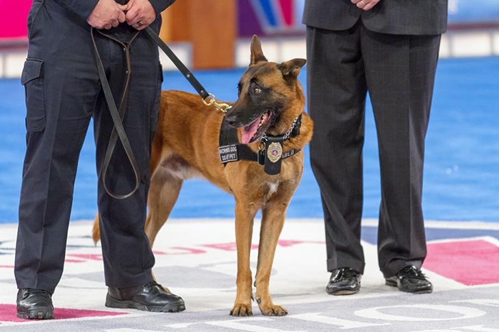Uniformed Service K-9: “Pablo,” a Belgian Malinois handled by Greg Madrid of Albany, Georgia.