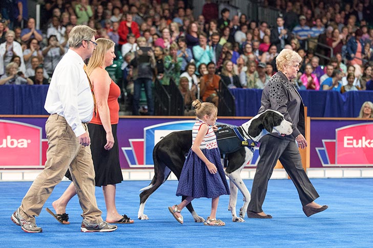 Service Dog: “George,” a Great Dane owned by Rachel Burton.