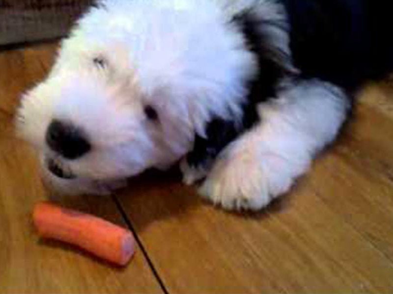 Puppies vs. Carrots: An Epic Battle of Cuteness