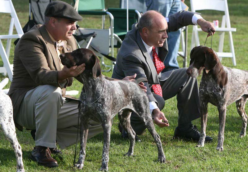 David Frei Announcing At Todays Prestigious Morris Essex