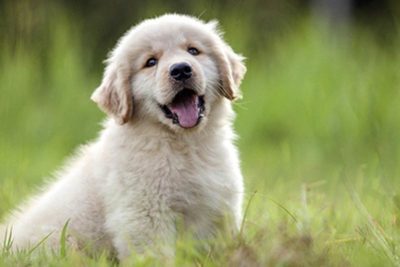 puppy