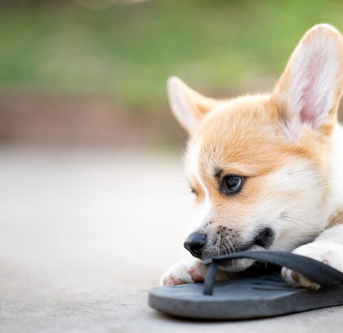 my 11 week old puppy keeps biting