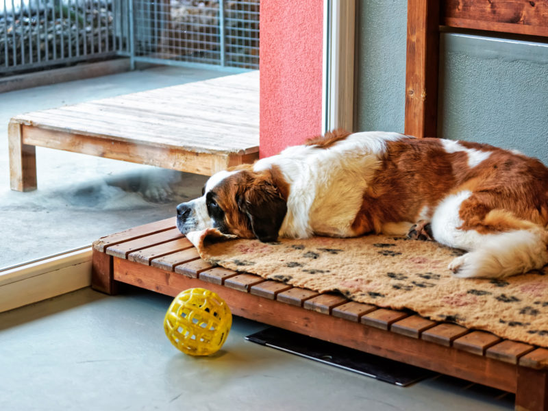 St. Bernard