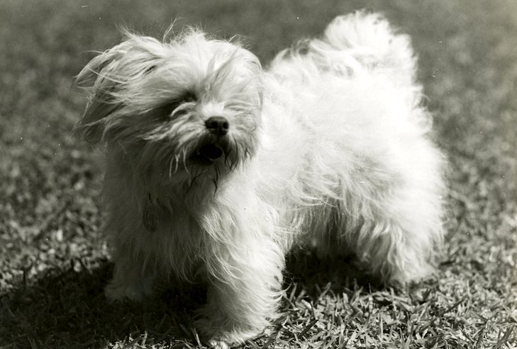 Lhasa Apso dog