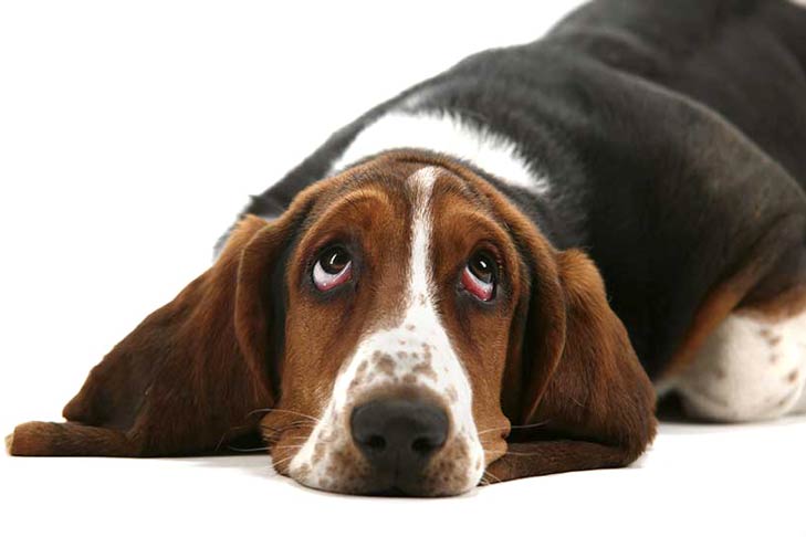 Basset Hound lying down