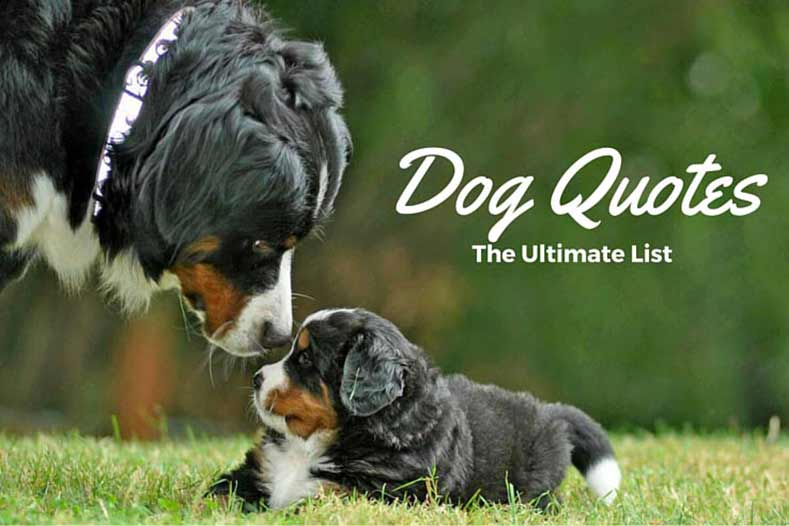 Dog Quotes