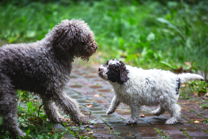 akc dog breed selector quiz