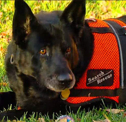 search and rescue dog breeds