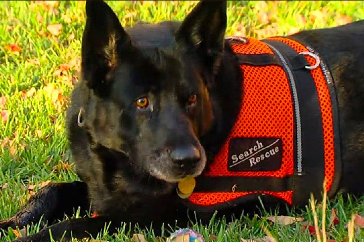 Heidi the Search and Rescue dog